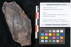 Foto (Objekt + Etikett) von Noeggerathia palmaeformis Goeppert (NHMW-GEO-2024-0188-10749)